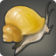 Acorn Snail