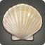 Scallop Shell