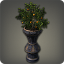 Potted Orange Tree