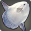 Silken Sunfish