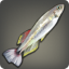 Tail Mountains Minnow