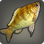 Golden Cichlid